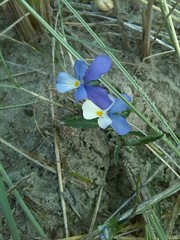 Viola tricolor curtisii