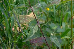 Urtica dioica