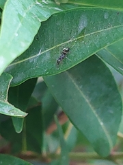 Dolichoderus thoracicus