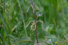 Urtica dioica