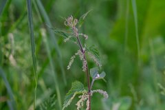 Urtica dioica