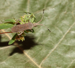 Chariesterus antennator