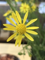 Senecio inaequidens