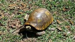 Chelonoidis denticulatus