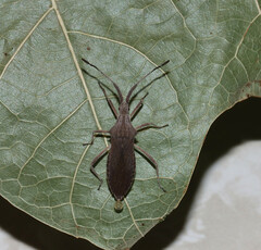 Chariesterus antennator