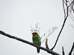 Psilopogon armillaris