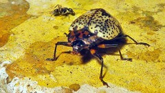 Cypherotylus adrianae
