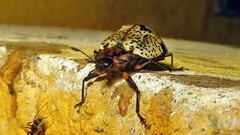 Cypherotylus adrianae