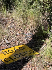 Pseudechis porphyriacus