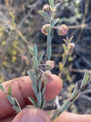 Phyllanthus fuernrohrii