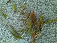 Potamogeton gramineus