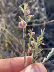 Phyllanthus fuernrohrii