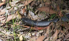 Pseudechis porphyriacus