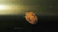 Pachycorinae