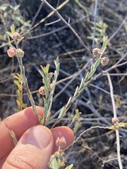 Phyllanthus fuernrohrii