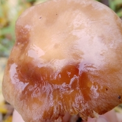 Armillaria borealis