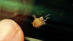 Pachycorinae