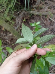Geniostoma ligustrifolium