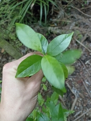 Geniostoma ligustrifolium
