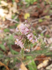 Odontites vernus