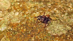 Euophryini