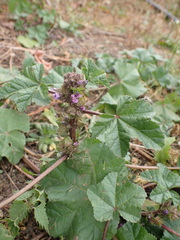 Malva verticillata