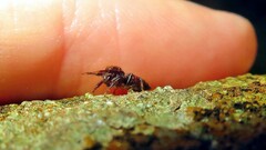 Euophryini