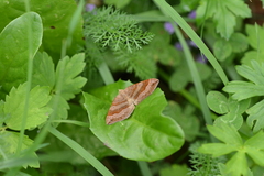 Scotopteryx chenopodiata