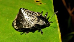 Cypherotylus tigrinus