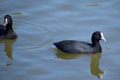 Fulica atra australis