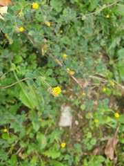 Medicago