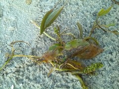 Potamogeton gramineus