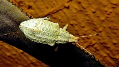 Curculionidae