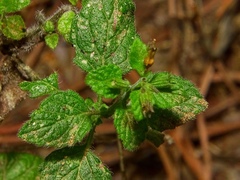 Clinopodium