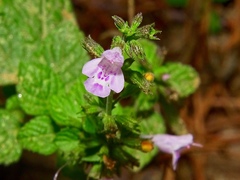 Clinopodium