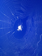 Socca pustulosa