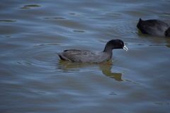 Fulica atra australis