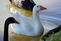 Anser anser domesticus × anser cygnoides domesticus