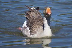 Anser anser domesticus × anser cygnoides domesticus
