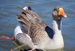 Anser anser domesticus × anser cygnoides domesticus