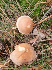 Agaricales
