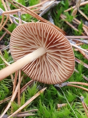 Agaricales