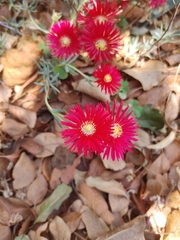 Lampranthus coccineus