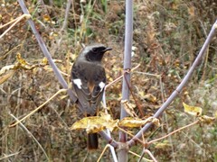 Phoenicurus auroreus