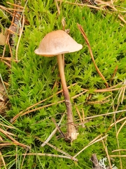 Agaricales