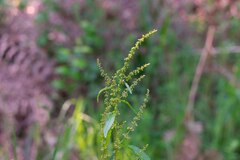 Rumex