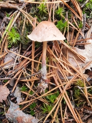 Agaricales