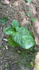 Arum italicum