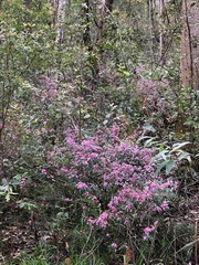 Boronia fraseri