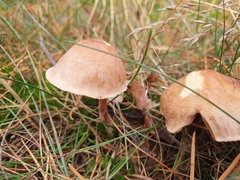 Agaricales